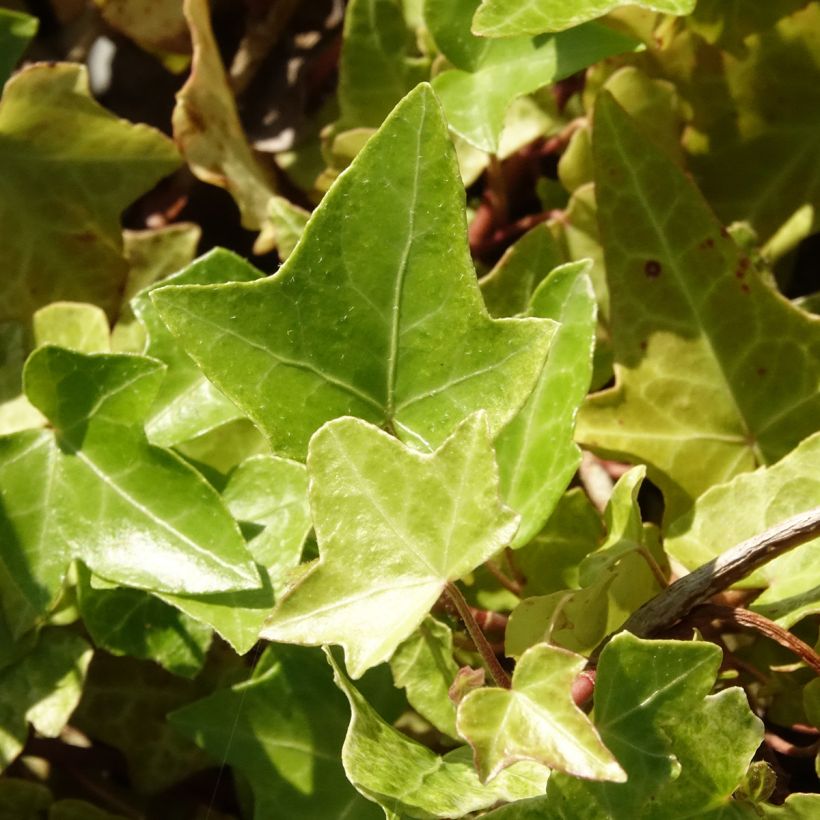 Efeu Frosty - Hedera helix  (Laub)