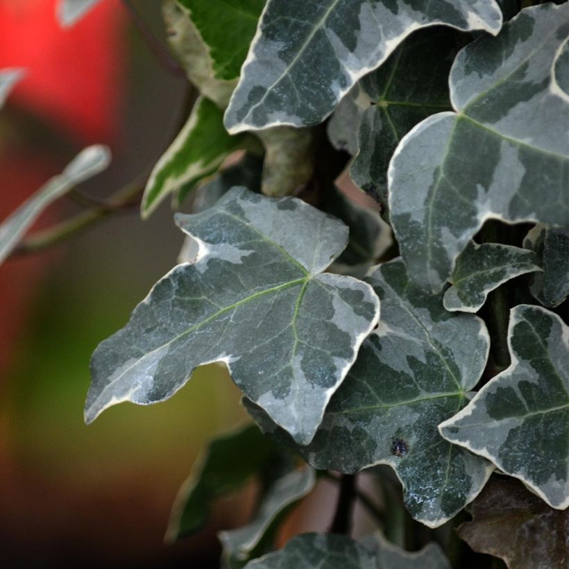 Weißbunter Efeu Glacier - Hedera helix (Foliage)