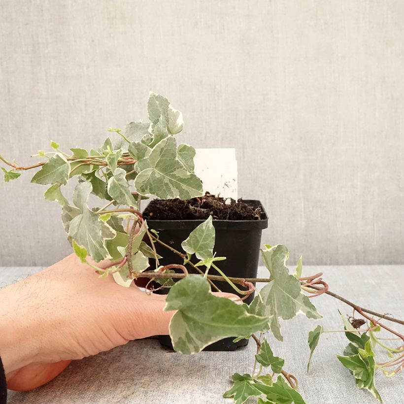 Exemplar von Weißbunter Efeu Glacier - Hedera helix Kleine Töpfe von 8/9 cm wie im Frühjahr geliefert