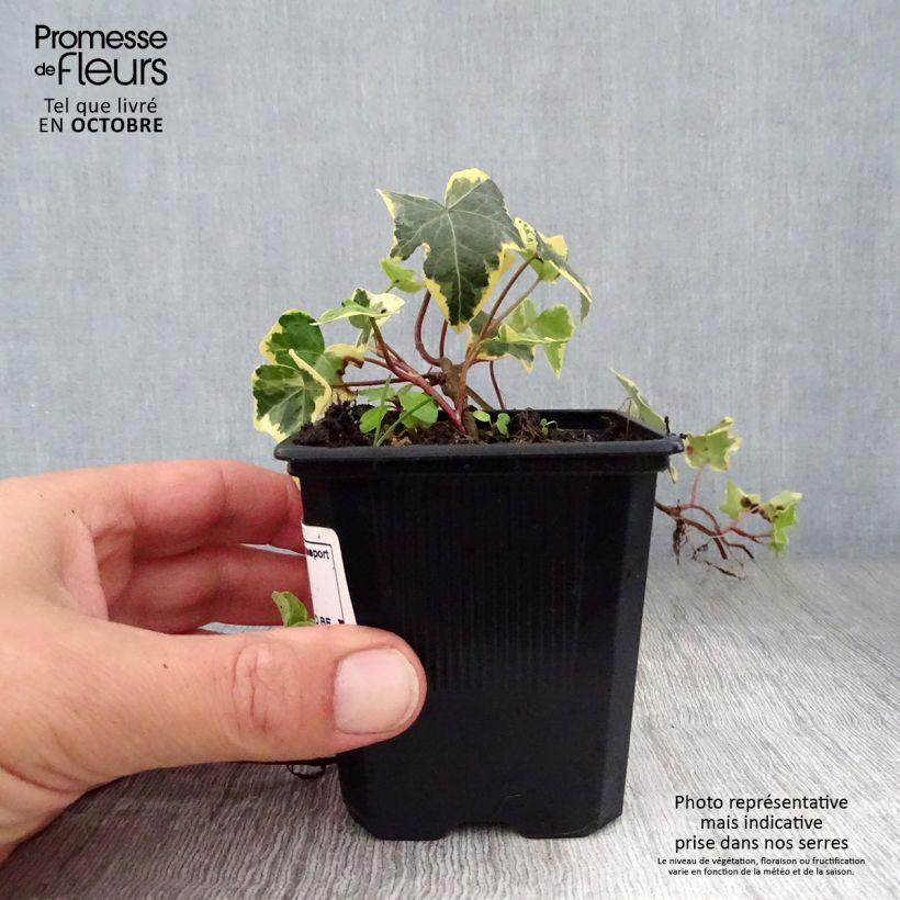 Example of Gelbbunter Efeu Goldchild - Hedera helix Kleine Töpfe von 8/9 cm as you get in automne