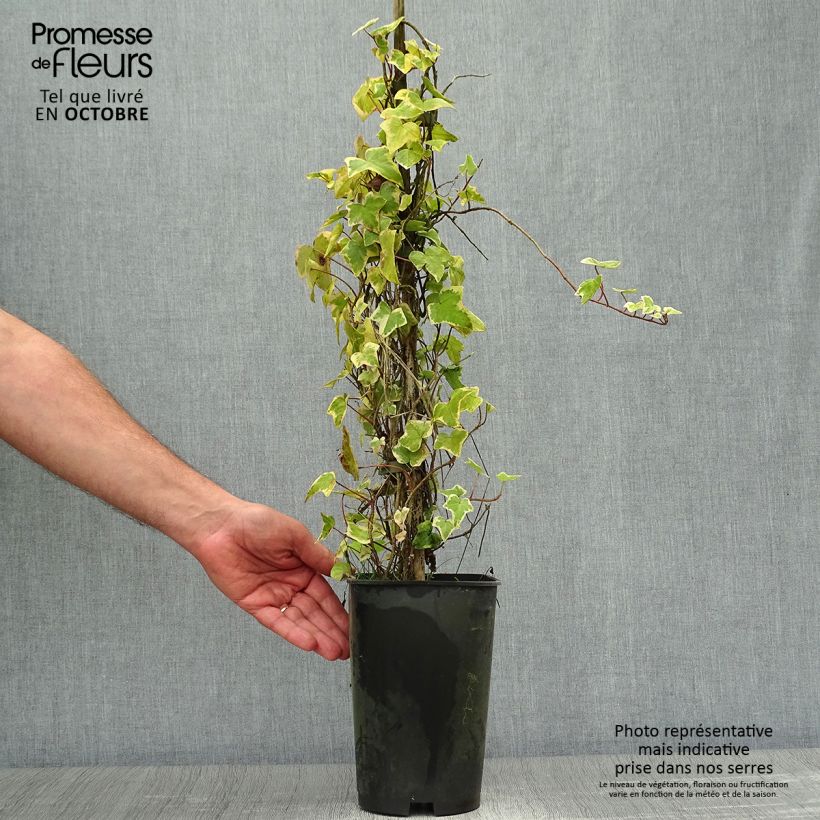 Example of Gelbbunter Efeu Goldchild - Hedera helix Topf mit 1,5L/2L as you get in automne