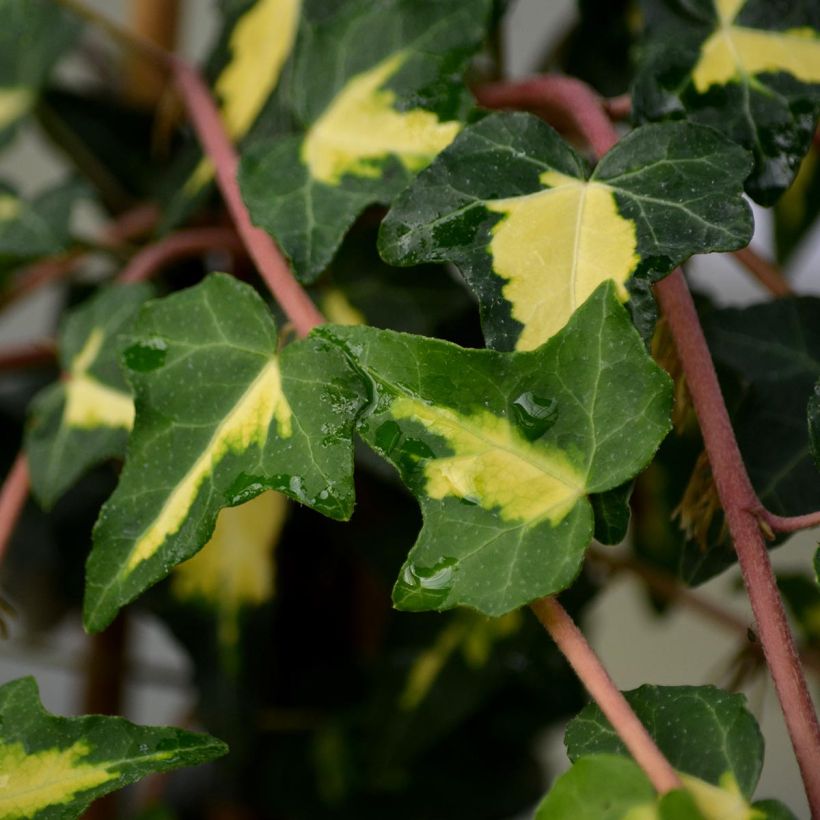 Goldlaubiger Efeu Goldheart - Hedera helix (Foliage)
