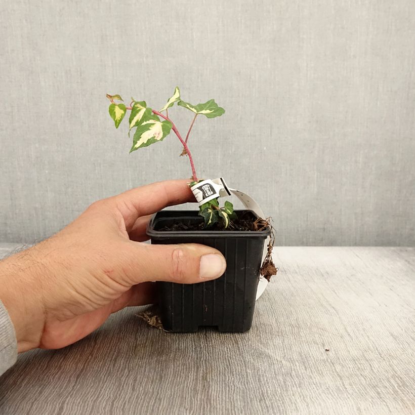 Example of Goldlaubiger Efeu Goldheart - Hedera helix Kleine Töpfe von 8/9 cm as you get in automne
