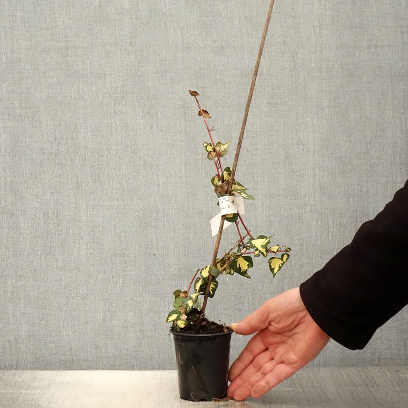 Exemplar von Goldlaubiger Efeu Goldheart - Hedera helix Kleine Töpfe von 8/9 cm wie im Frühjahr geliefert