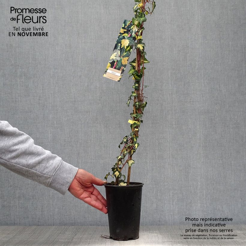 Example of Goldlaubiger Efeu Goldheart - Hedera helix Topf mit 1,5L/2L as you get in automne