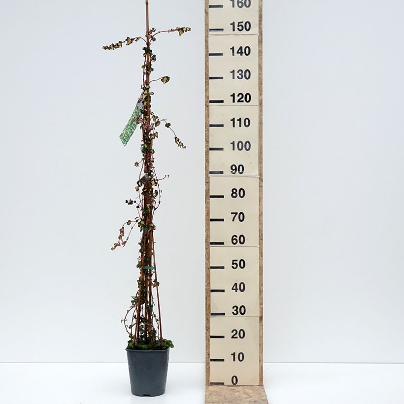 Example of Goldlaubiger Efeu Goldheart - Hedera helix Topf mit 4L/5L as you get in hiver