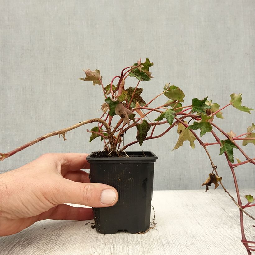 Example of Efeu Ivalace - Hedera helix Kleine Töpfe von 8/9 cm as you get in automne