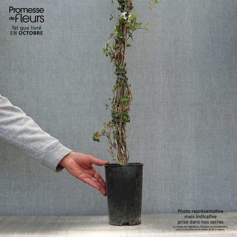 Example of Efeu Ivalace - Hedera helix Topf mit 2L/3L as you get in automne