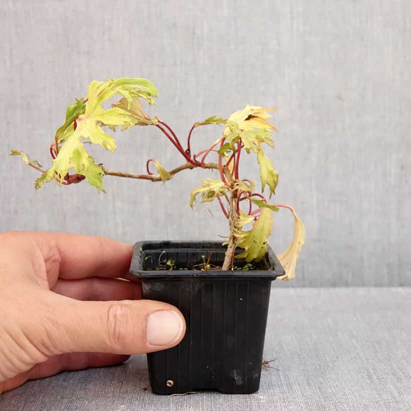 Exemplar von Efeu Ivalace Mutation - Hedera helix  Kleine Töpfe von 8/9 cm wie im Herbst geliefert