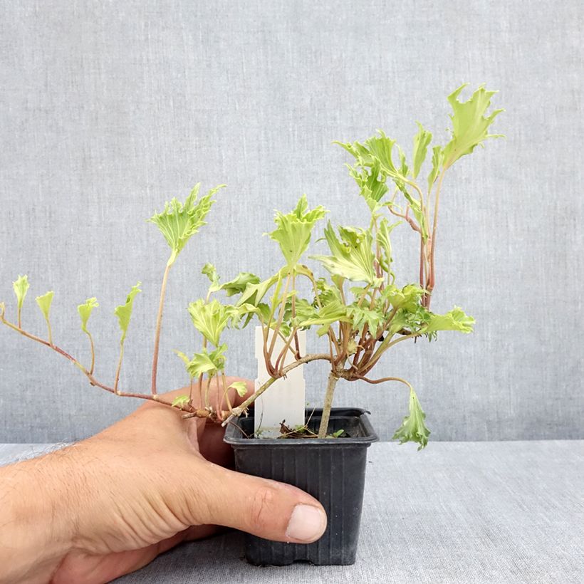 Example of Efeu Ivalace Mutation - Hedera helix  Kleine Töpfe von 8/9 cm as you get in ete