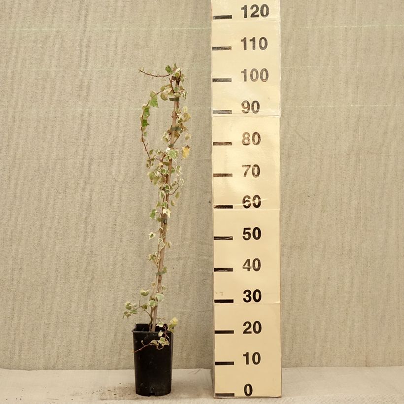 Example of Weißbunter Efeu Little diamond - Hedera helix Topf mit 3L/4L as you get in automne