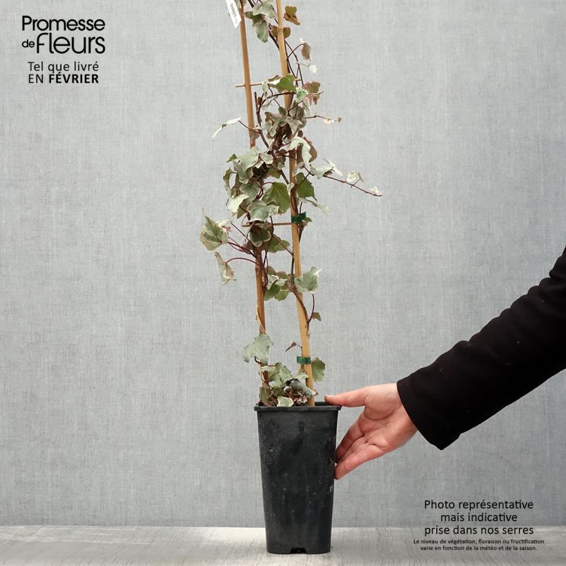 Exemplar von Weißbunter Efeu Little diamond - Hedera helix Topf mit 3L/4L wie im Winter geliefert