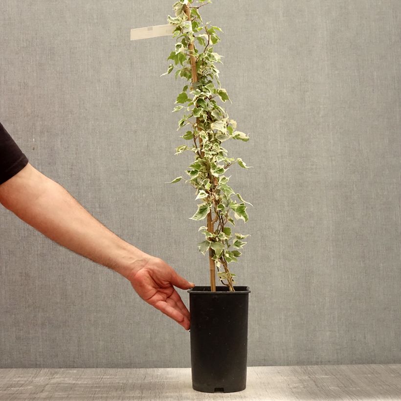 Exemplar von Weißbunter Efeu Little diamond - Hedera helix Topf mit 3L/4L wie im Frühjahr geliefert