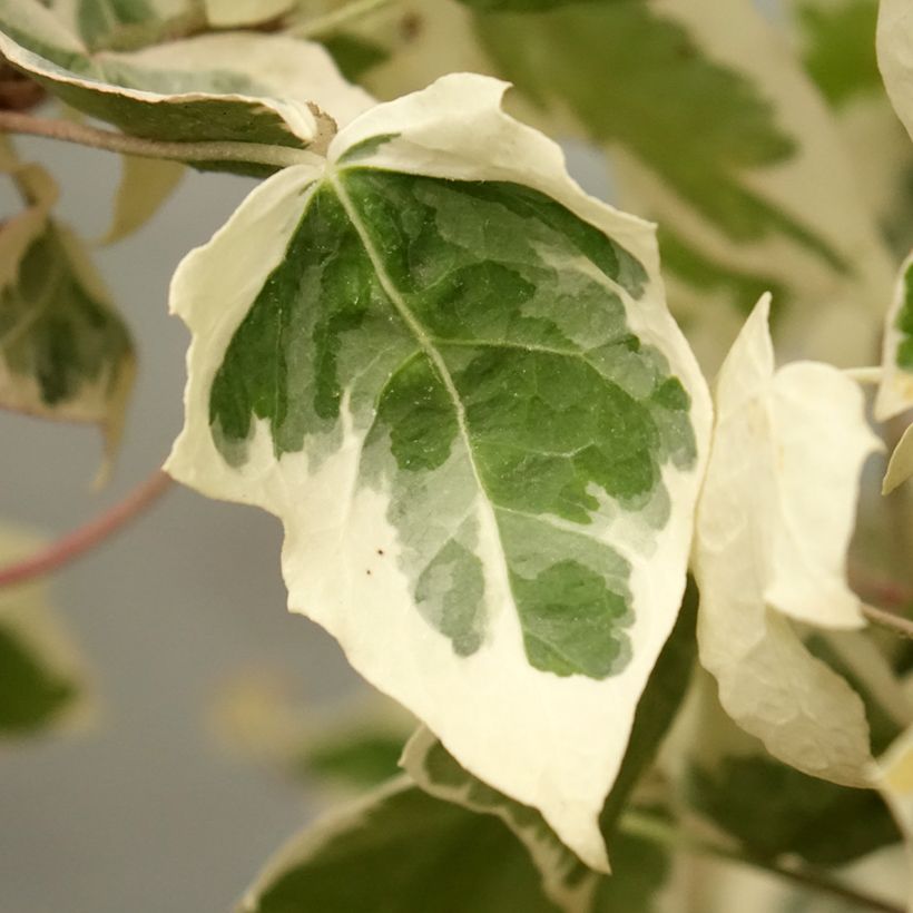 Weißbunter Efeu Little diamond - Hedera helix (Foliage)