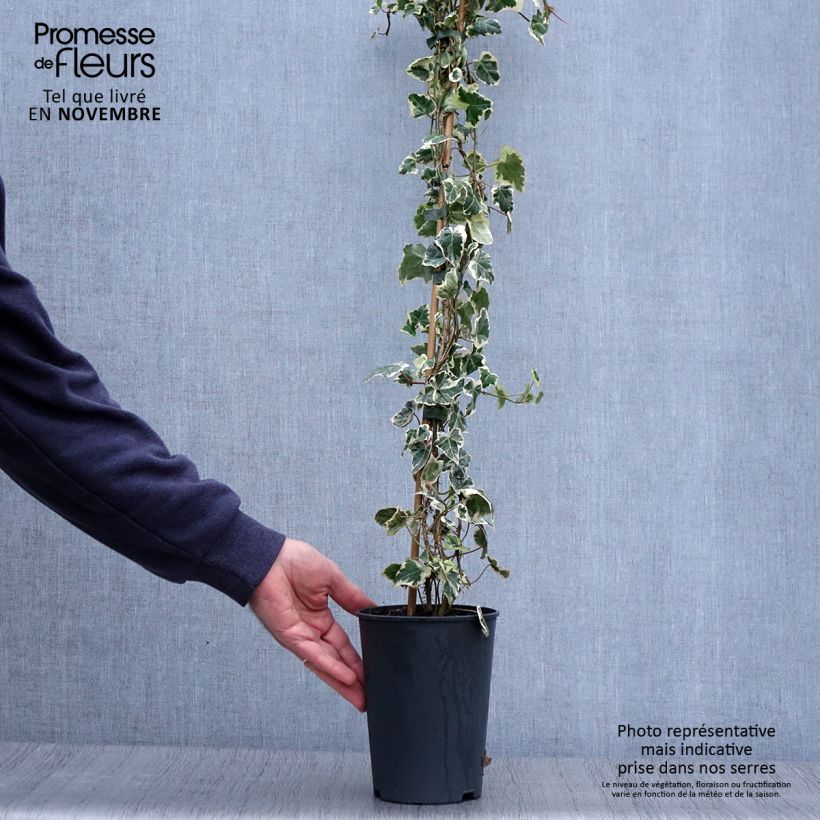 Example of Efeu Marginata Elegantissima - Hedera helix Topf mit 2L/3L as you get in automne