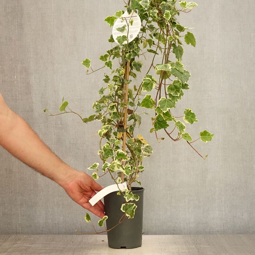 Exemplar von Efeu Marginata Elegantissima - Hedera helix Topf mit 2L/3L wie im Sommer geliefert
