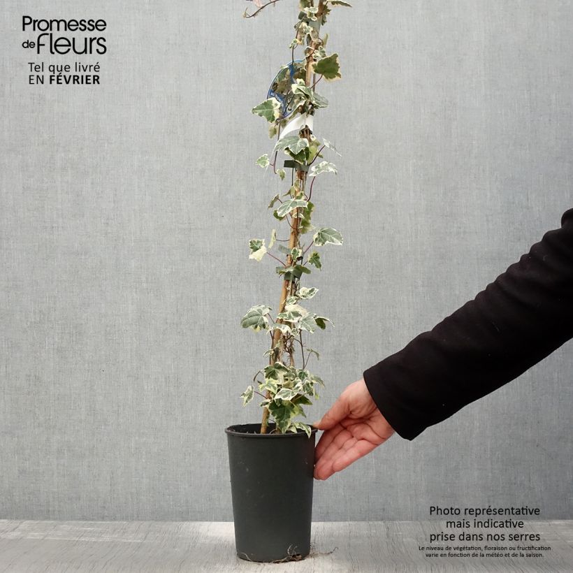 Exemplar von Efeu Marginata Elegantissima - Hedera helix Topf mit 2L/3L wie im Winter geliefert