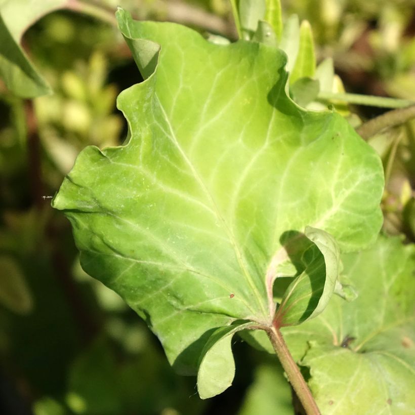 Efeu Obelix - Hedera helix  (Foliage)