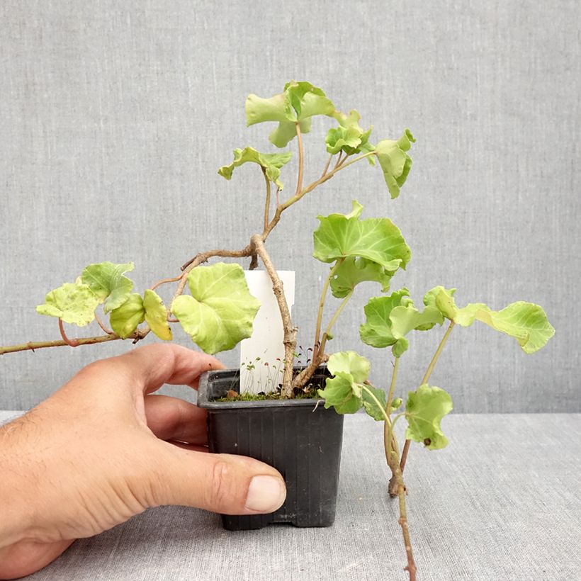 Example of Efeu Obelix - Hedera helix  Kleine Töpfe von 8/9 cm as you get in ete
