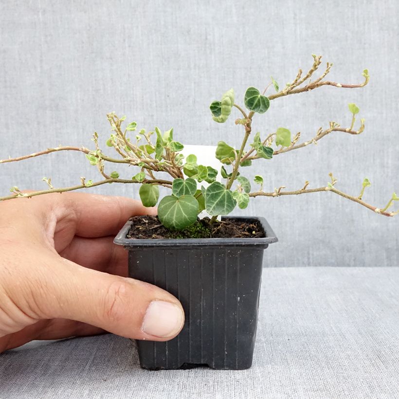 Example of Efeu Peter Pan - Hedera helix  Kleine Töpfe von 8/9 cm as you get in ete