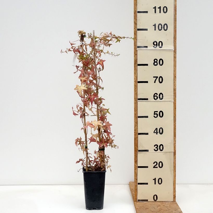 Exemplar von Efeu Sagittifolia Variegata - Hedera helix Topf mit 1,5L/2L wie im Herbst geliefert