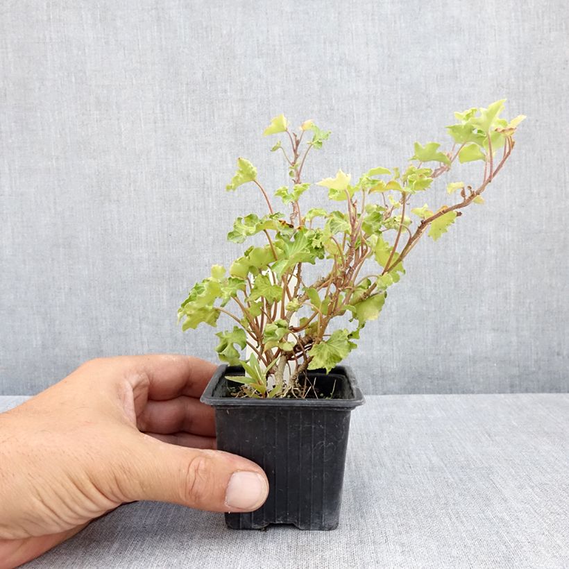 Example of Efeu Tango - Hedera helix  Kleine Töpfe von 8/9 cm as you get in ete