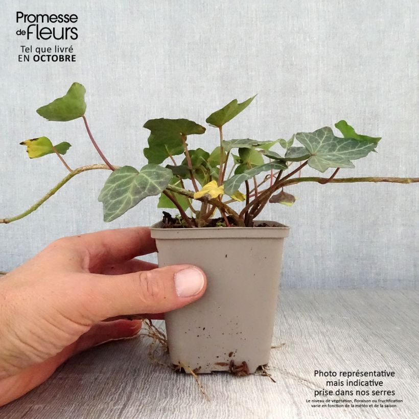 Example of Efeu Woerner - Hedera helix Kleine Töpfe von 8/9 cm as you get in automne