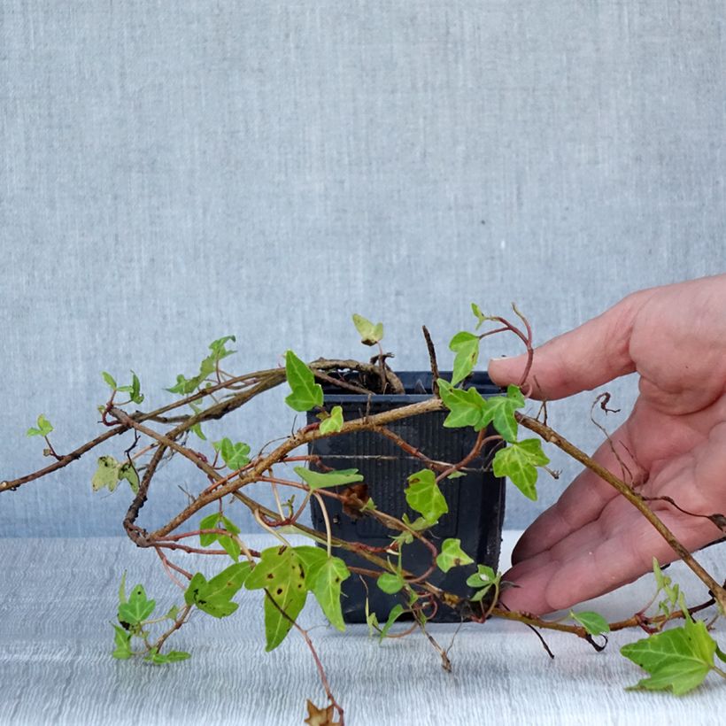 Example of Efeu Shamrock - Hedera helix Kleine Töpfe von 8/9 cm as you get in ete