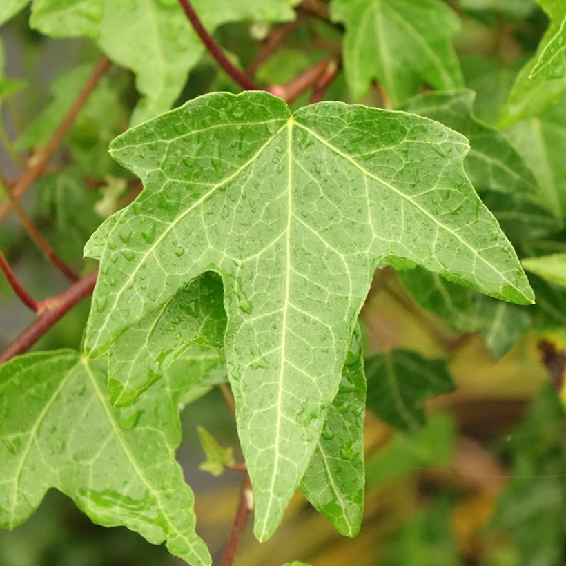 Aloe Christmas Carol (Laub)