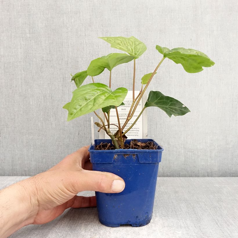 Exemplar von Hedera algeriensis Algerian Bellecour - Algerischer Efeu Topf mit 1L/1,5L wie im Frühjahr geliefert