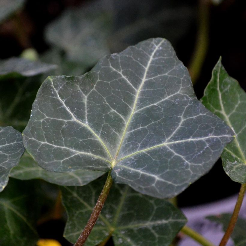 Hedera hibernica - Irischer Efeu (Foliage)