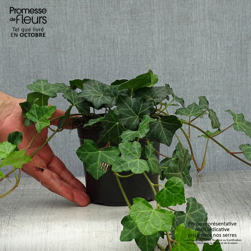 Example of Hedera hibernica - Irischer Efeu Topf mit 1L/1,5L as you get in automne