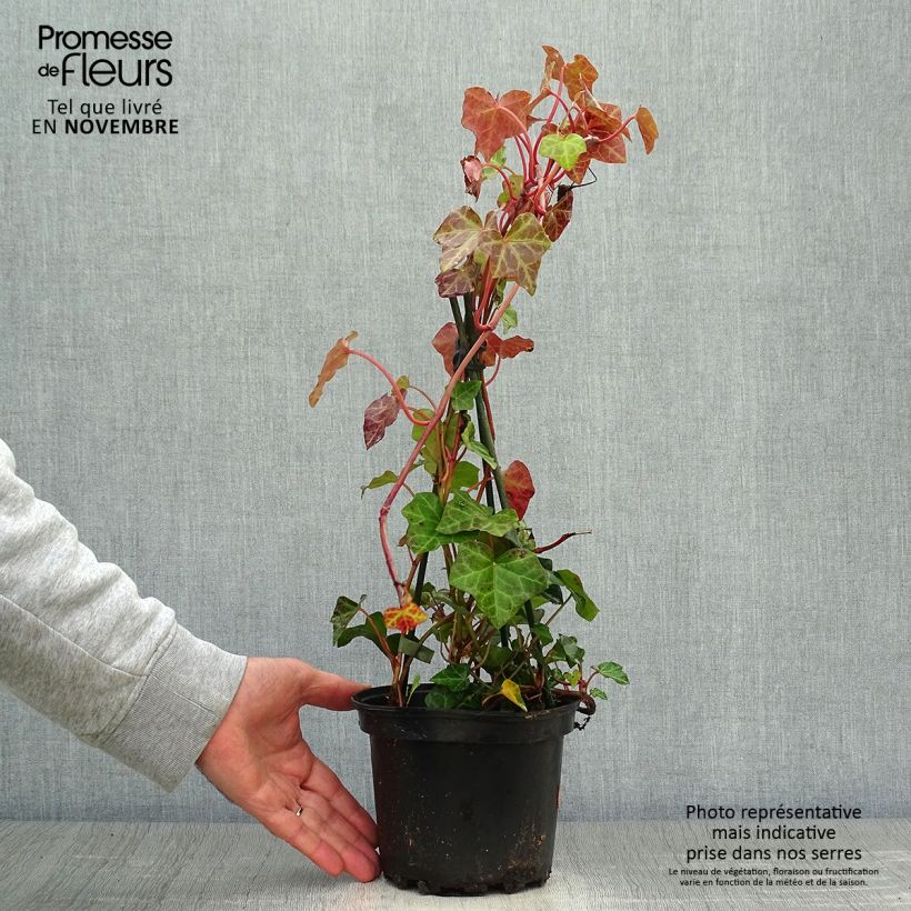 Example of Hedera hibernica - Irischer Efeu Topf mit 2L/3L as you get in automne