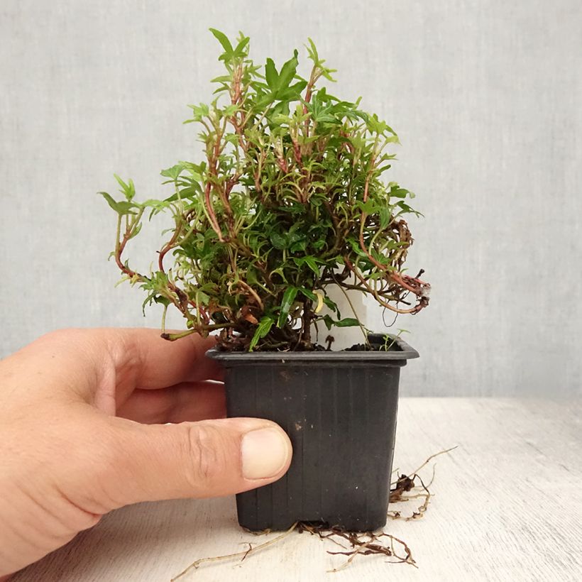 Example of Efeu Dyinnii - Hedera helix Kleine Töpfe von 8/9 cm as you get in ete