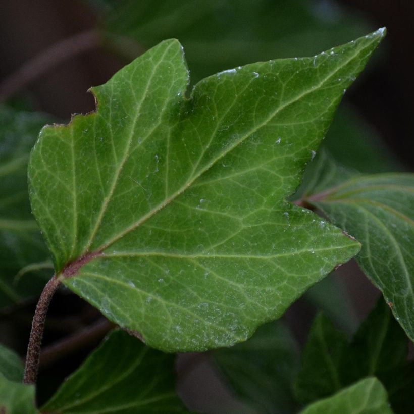 Gezacktblättriger Efeu Green Ripple - Hedera helix (Foliage)
