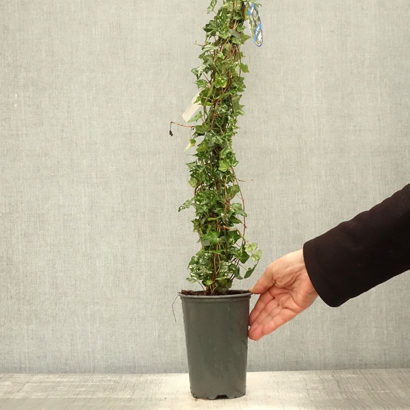 Example of Efeu Kolibri - Hedera helix Topf mit 2L/3L as you get in automne