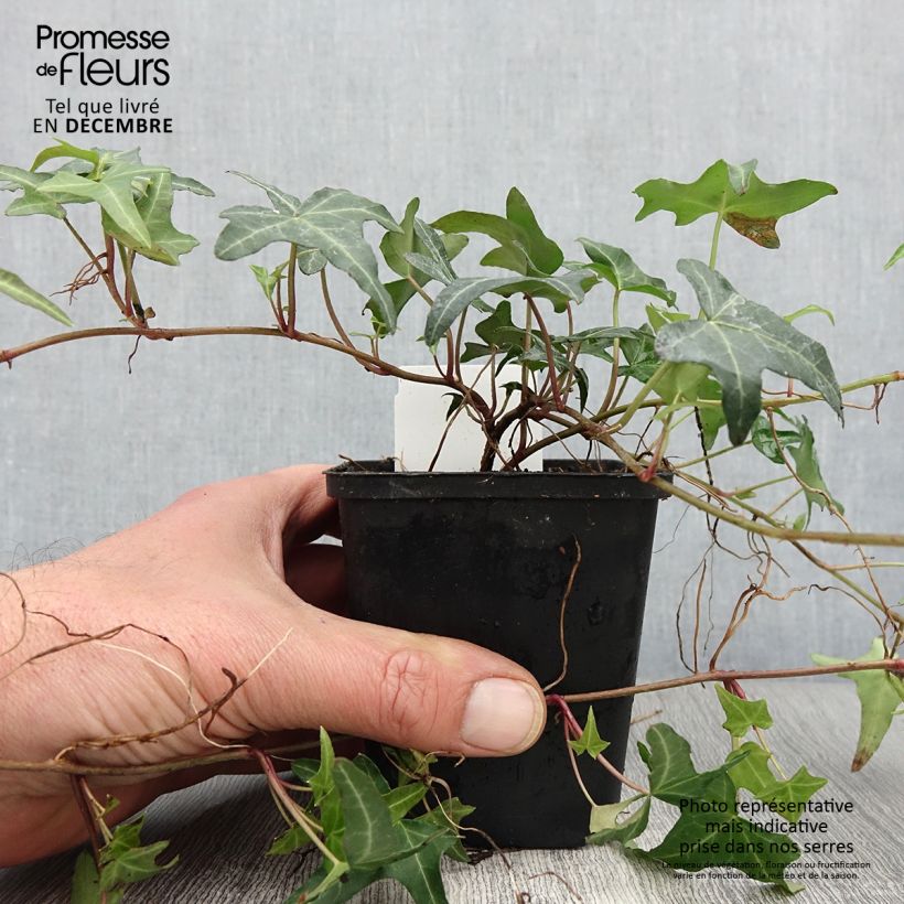 Example of Efeu Sagittifolia - Hedera helix Kleine Töpfe von 8/9 cm as you get in automne