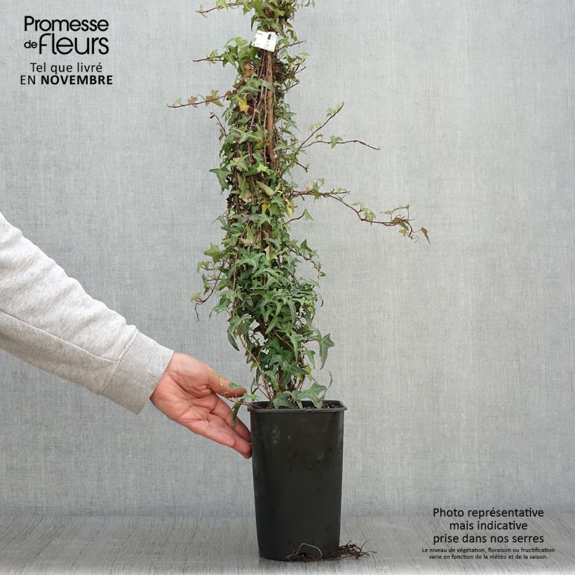 Example of Efeu Sagittifolia - Hedera helix Topf mit 2L/3L as you get in automne