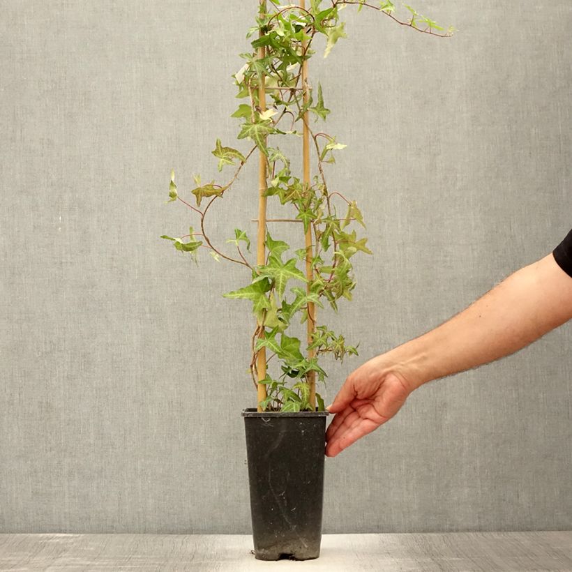 Exemplar von Efeu Sagittifolia - Hedera helix Topf mit 2L/3L wie im Sommer geliefert