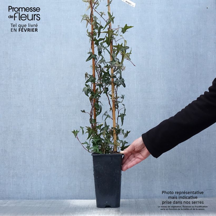 Exemplar von Efeu Sagittifolia - Hedera helix Topf mit 2L/3L wie im Winter geliefert