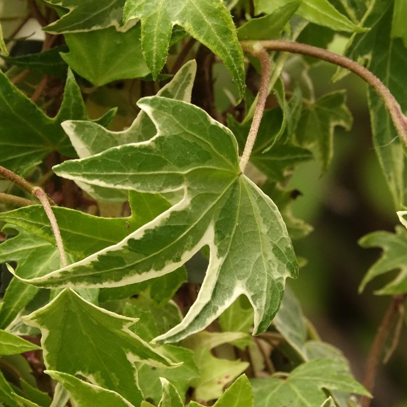 Efeu White Ripple - Hedera helix (Laub)