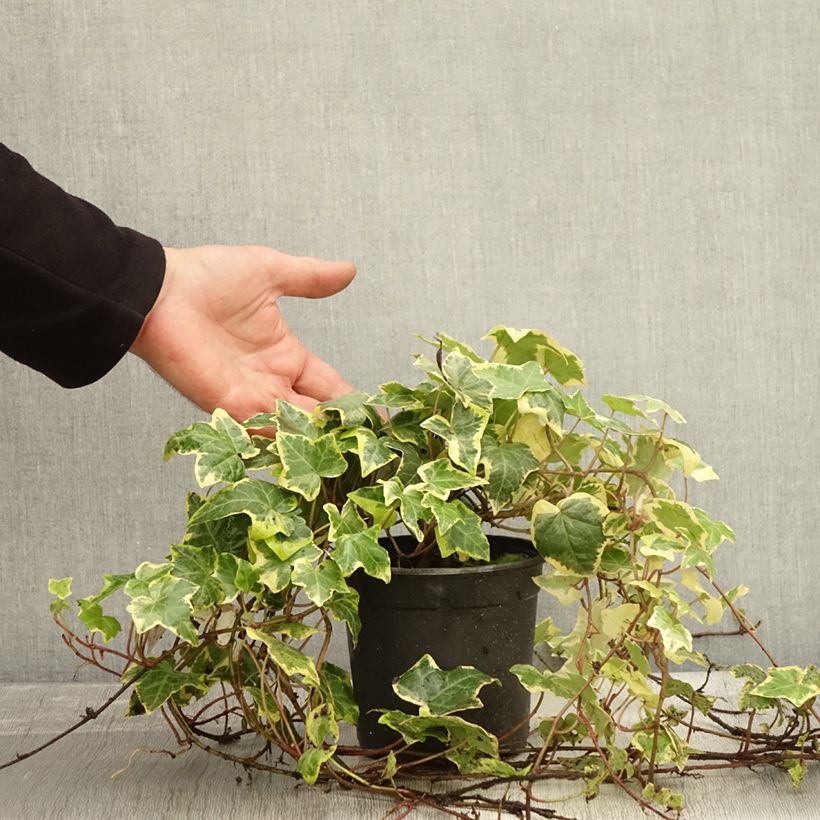 Example of Goldlaubiger Efeu Yellow Ripple - Hedera helix Topf mit 1,5L/2L as you get in automne