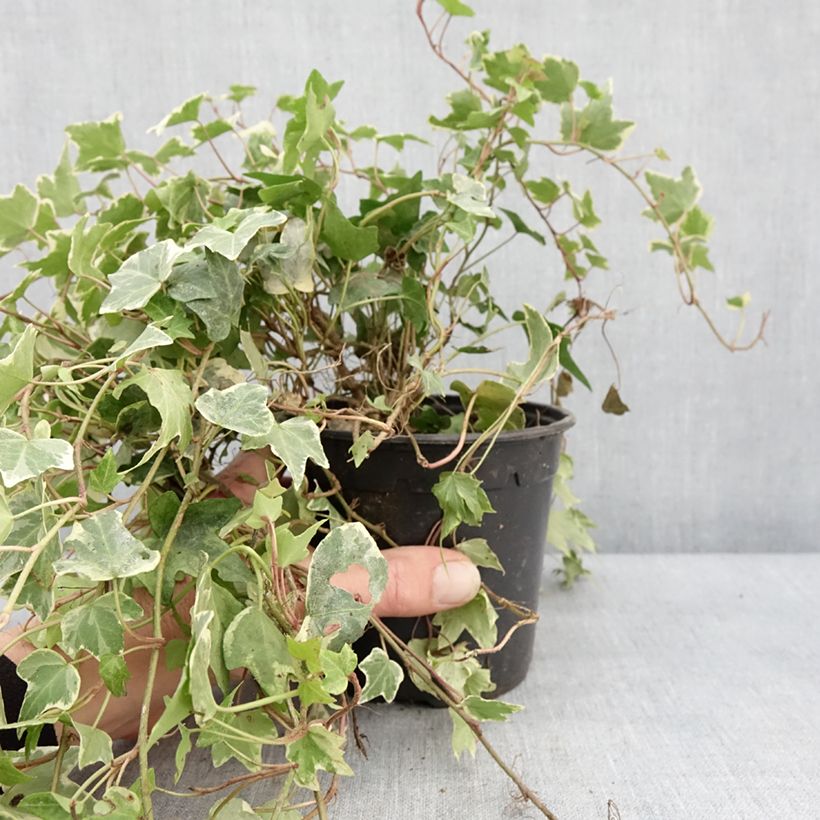 Exemplar von Goldlaubiger Efeu Yellow Ripple - Hedera helix Topf mit 1,5L/2L wie im Winter geliefert