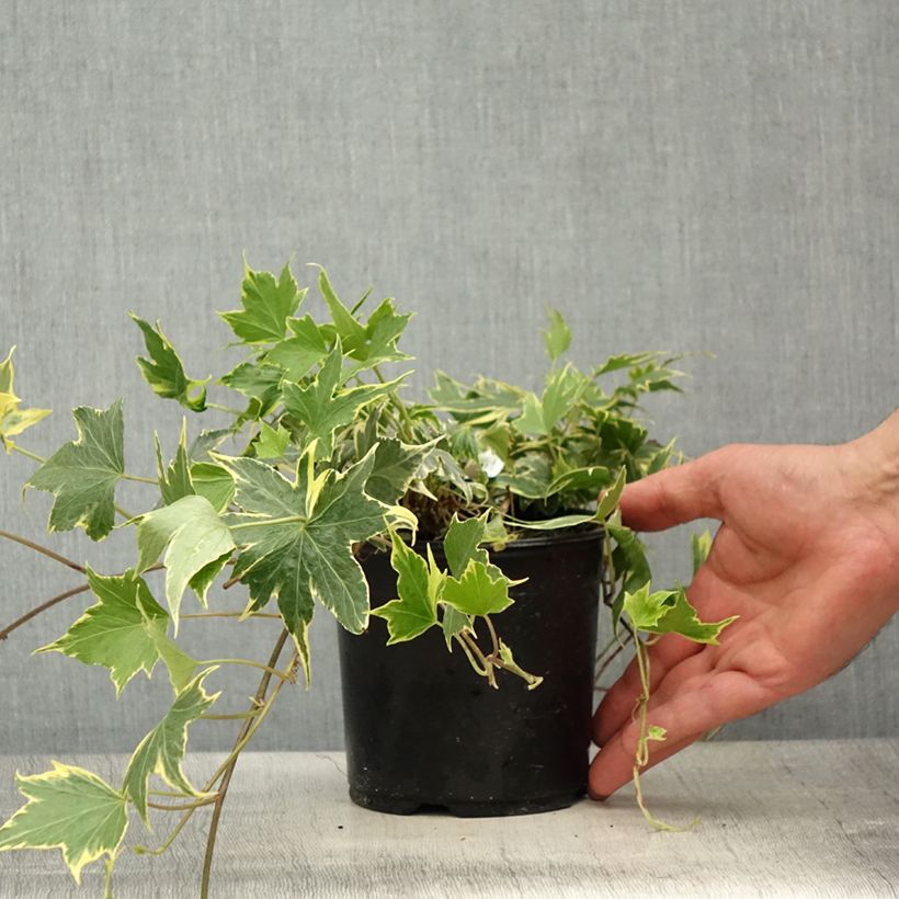 Exemplar von Goldlaubiger Efeu Yellow Ripple - Hedera helix Topf mit 1,5L/2L wie im Frühjahr geliefert