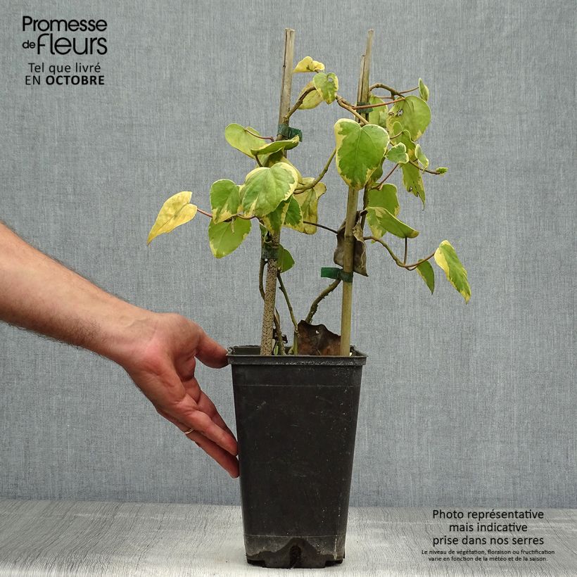 Example of Hedera colchica Dentata Variegata - Kaukasus Efeu Topf mit 2L/3L as you get in automne
