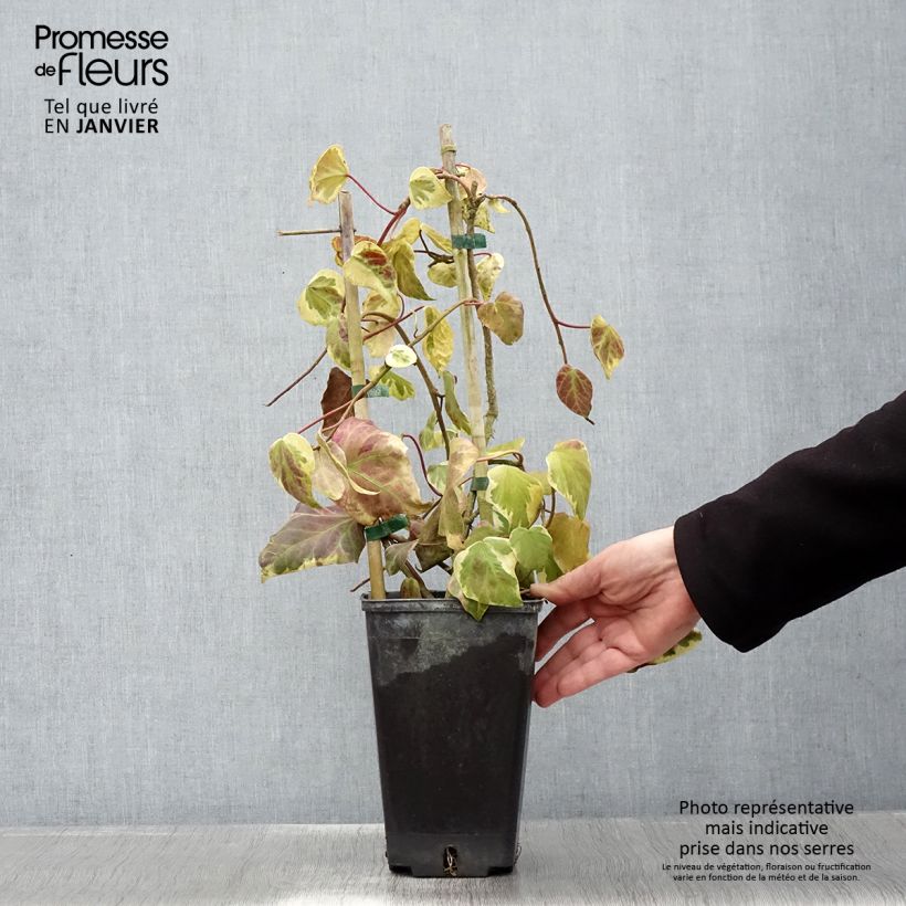 Exemplar von Hedera colchica Dentata Variegata - Kaukasus Efeu Topf mit 2L/3L wie im Winter geliefert