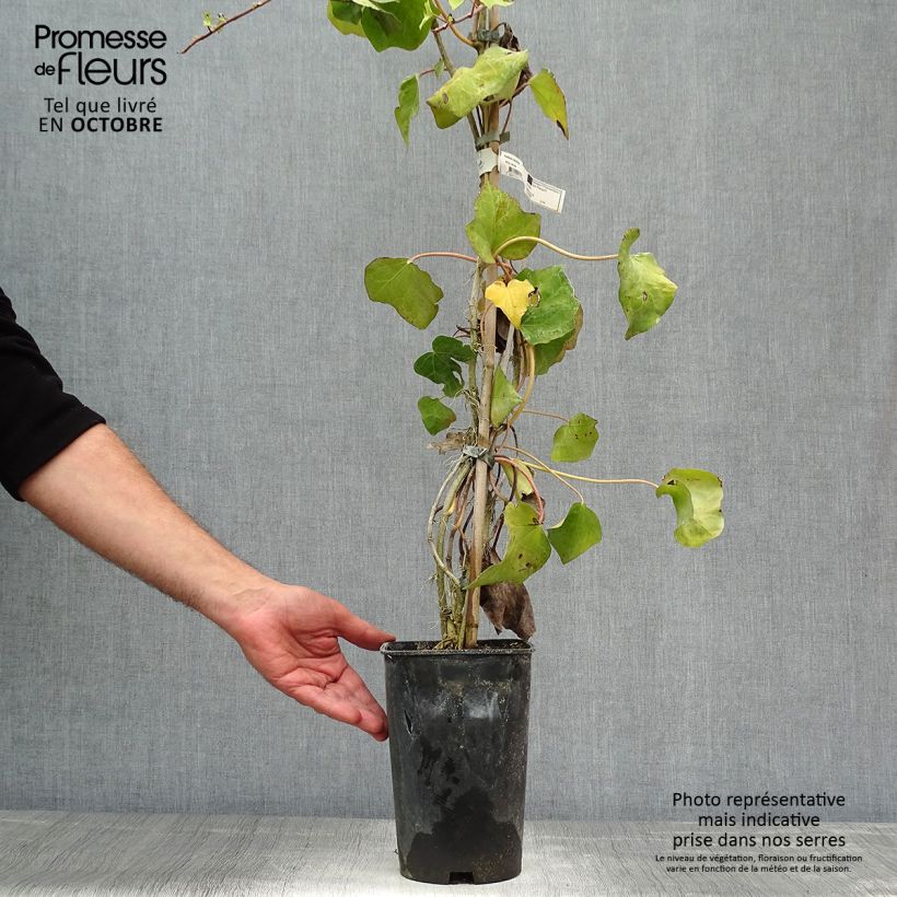 Example of Hedera colchica - Kaukasus Efeu Topf mit 2L/3L as you get in automne