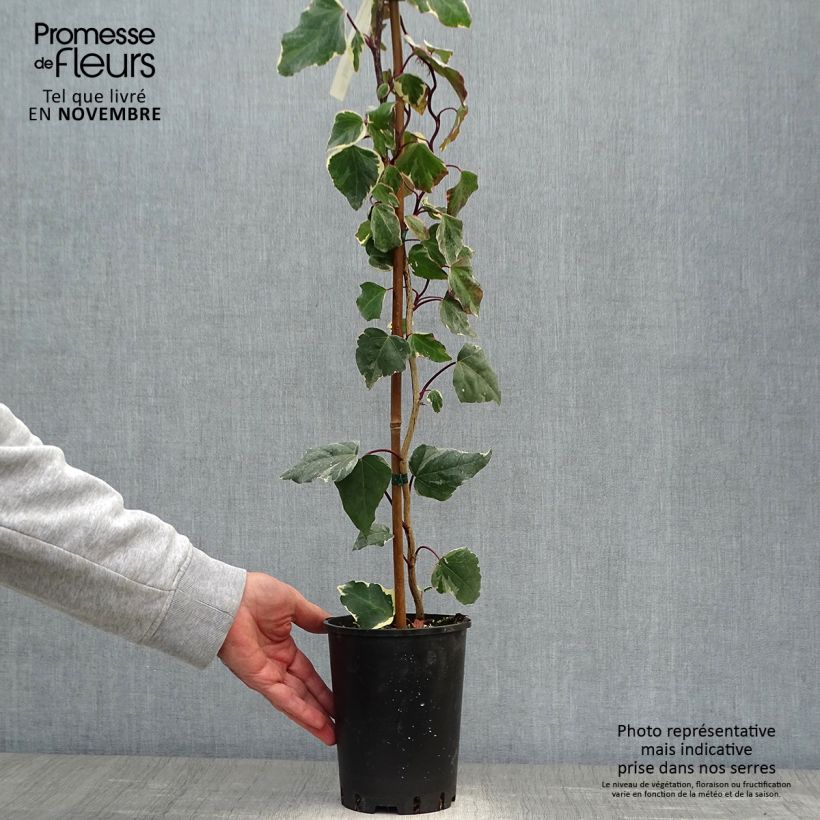 Example of Hedera algeriensis Gloire de Marengo - Algerischer Efeu Topf mit 2L/3L as you get in automne