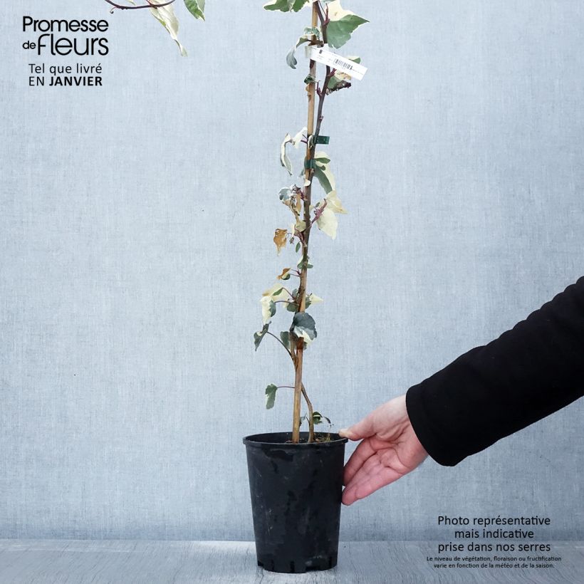 Exemplar von Hedera algeriensis Gloire de Marengo - Algerischer Efeu Topf mit 2L/3L wie im Winter geliefert