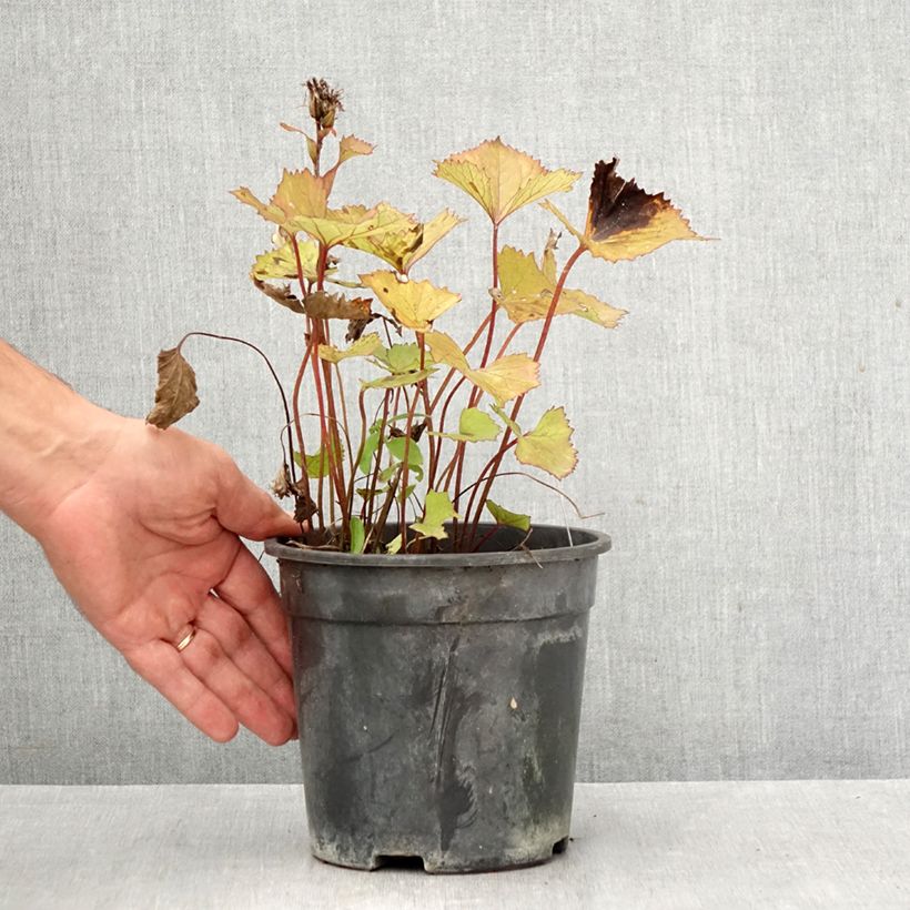 Exemplar von Ligularia hessei Lanternchern - Hesses-Goldkolben Topf mit 2L/3L wie im Herbst geliefert